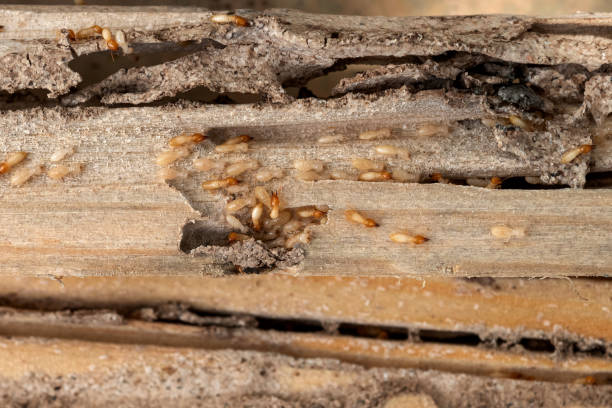 Best Commercial Pest Control Services  in Liberty Triangle, FL